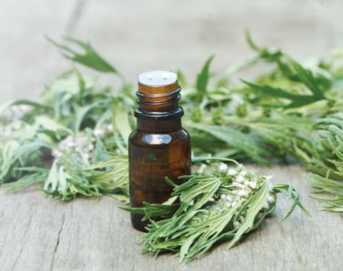 Kinza Herb